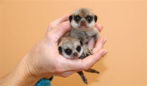 Meerkat Pups Born At Taronga Zoo Australian Geographic