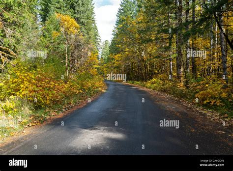 Road Through Autumn Foliage In Ford Pinchot National Forest