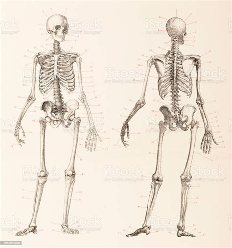 Human Skeleton Front And Back Illustration Stock Vector Art And More