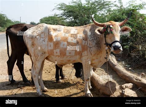 Diwali Decorated Cow Rajasthan India Stock Photo Alamy