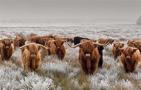 Photo Wallpaper Frost Field Horns The Herd Scottish Highland