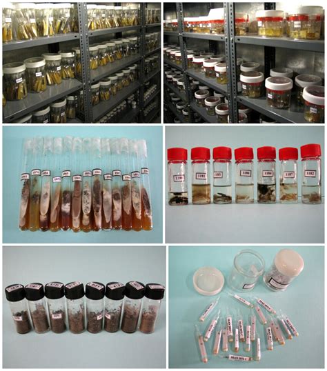Different Methods Of Preservation In Iranian Fungal Culture Collection