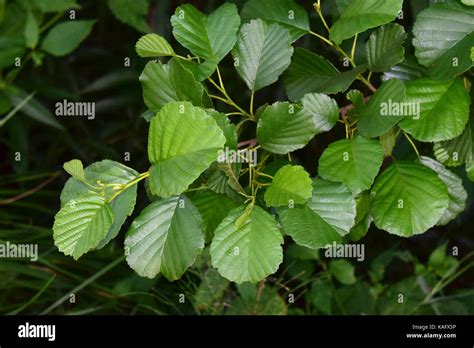 Aliso Alnus Glutinosa Fotos E Imágenes De Stock Alamy