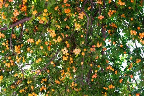 Close Up Of A Yellow Plum Tree Branches Heavy With Ripe Fruits Stock