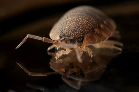 4 Bugs That Are Usually Mistaken For Bed Bugs The Writeslab