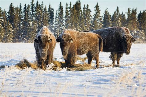 Buffalo In Snow Covered Field Eating Hay With Evergreen Trees In