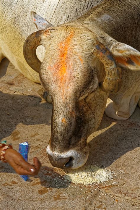 Mg4574dxo Feeding A Cow At Dashashwanedh Ghat Varanasi Flickr