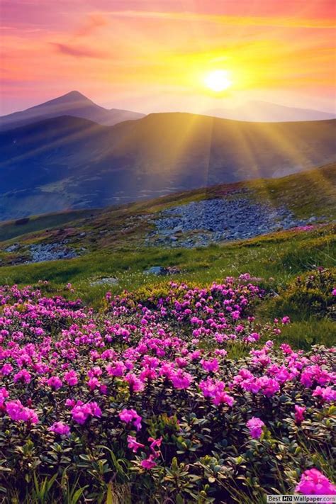 Sunrise And Spring Flowers Wallpaper Beautiful Nature