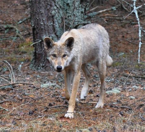 Mutant Wolves Roaming Chernobyl Exclusion Zone Have Developed Cancer