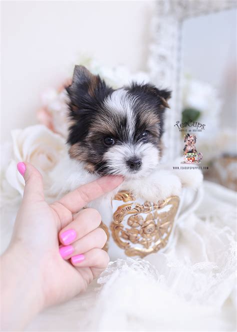 The yorkshire terrier originates from the uk township of yorkshire where they get their namesake. Parti Yorkie Puppies Florida | Teacup Puppies & Boutique
