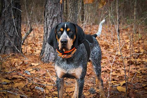 A bluetick coat is a thickly mottled dark blue with black spots on the back, ears and sides. Bluetick Coonhound Dog Breed Information