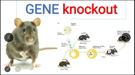 Knockout Procedure And Knockout Mice Basic In English Youtube