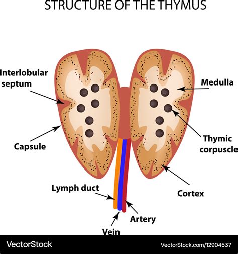 Structure Of The Thymus Gland Infographics Vector Image