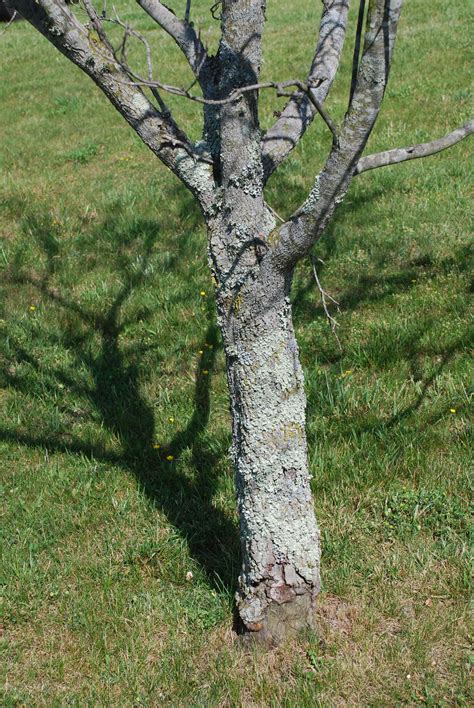 We did not find results for: "Death By Mower" Disease | What Grows There :: Hugh Conlon, Horticulturalist, Professor ...