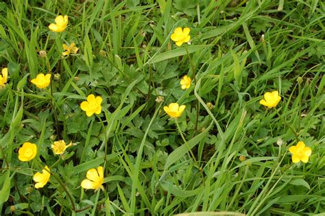♣ yellow woodsorrel is a hardy summer annual that grows in clusters. Weeds - GreenThumb Lawn Treatment Service