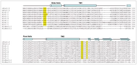 Sequence Alignment Of Eukaryotic And Bacterial Inward Rectifier K