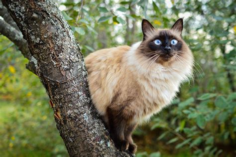 Long Haired Balinese Cat Orecatay Traditional Siamese And Balinese
