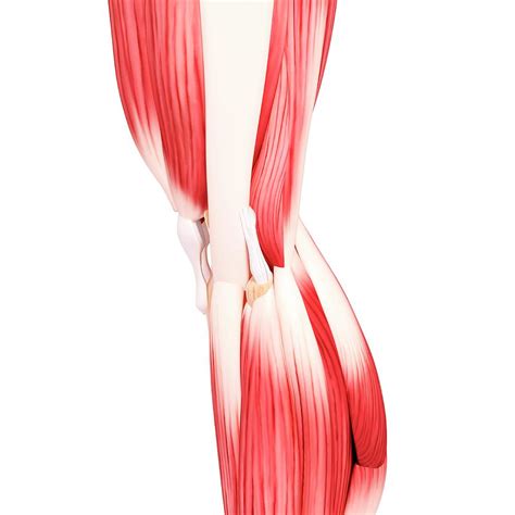 Human Leg Musculature Photograph By Pixologicstudioscience Photo Library