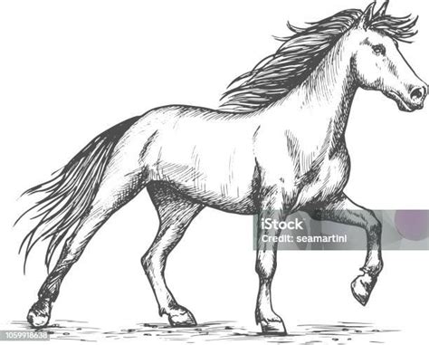 Putih Kuda Menginjakinjak Potret Sketsa Kuku Ilustrasi Stok Unduh