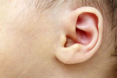 Babys Ear Stock Image M8301932 Science Photo Library