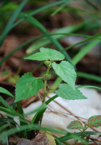Master Gardener Tips On Getting Rid Of Pesky Mulberry Weed