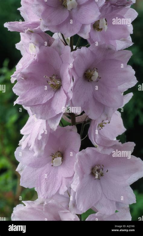 Delphinium Magic Fountains Cherry Blossom Stock Photo Alamy