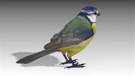3d Model Blue Tit Vr Ar Low Poly Rigged Animated Cgtrader