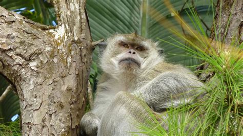 Kostenlose Foto Baum Tier Tierwelt Zoo Tropisch Säugetier