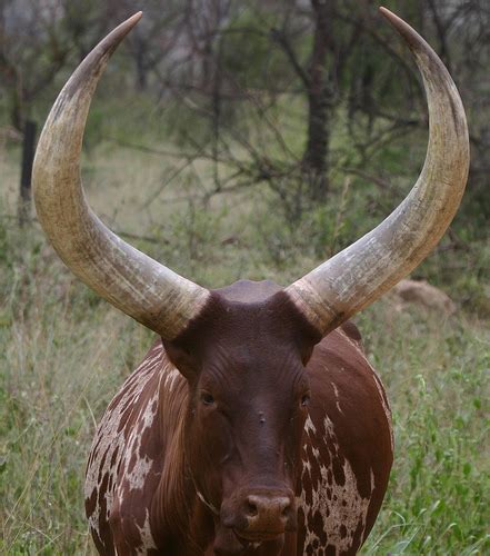 The Ankole Long Horned Cattle Uganda Wildlife Safaris Uganda