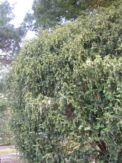 Der koreanische garten wurde der stadt frankfurt anlässlich der buchmesse 2005 vom damaligen gastland südkorea übergeben. Pflanzen von A - Z / Botanischer Garten Frankfurt