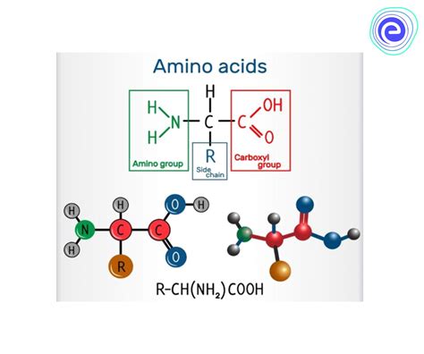 Amino Acids Definition Properties Common Amino Acids Role