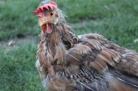 What Happens When Chickens Molt Backyard Chickens Learn How To