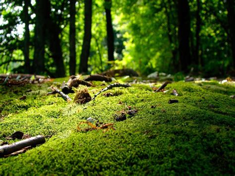Forest Moss Green 2012 Macro Photography Featured Wallpaper Preview