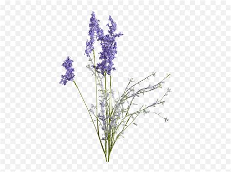 Lavender Stem Transparent Png Clipart Lavender Flower Drawing