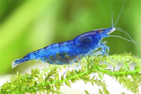 Blue Diamond Shrimp Cuaquatics Co Uk