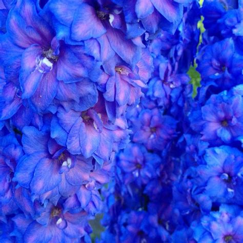 True Blue Flowers Photography My Flower Beautiful