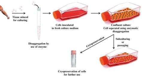 We did not find results for: Animal Cell Culture and Cryopreservation | SpringerLink