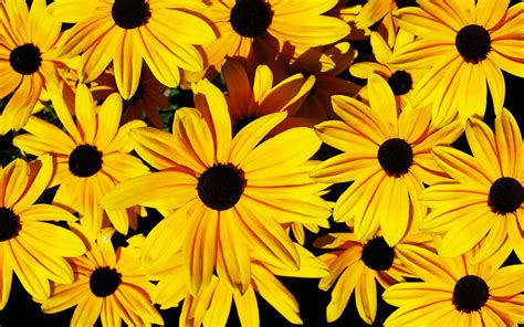 Yellow Flowers Backgrounds Wallpaper High Definition High Quality