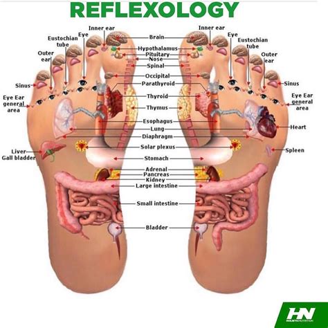 Reflexology Foot Reflexology Reflexology Foot Chart Reflexology Chart