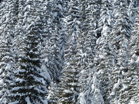 Bildet Landskap Tre Gren Kald Frost Is Vær Snowy Gran årstid