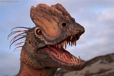 Study Famous Jurassic Park Dinosaur The Dilophosaurus ‘was Bigger And