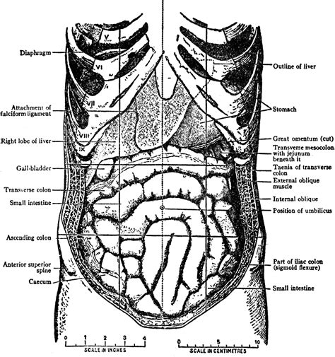 Anatomy Of The Abdomen