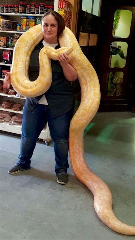 Such A Large Yellow Python Why Not Constricting This Woman Pet