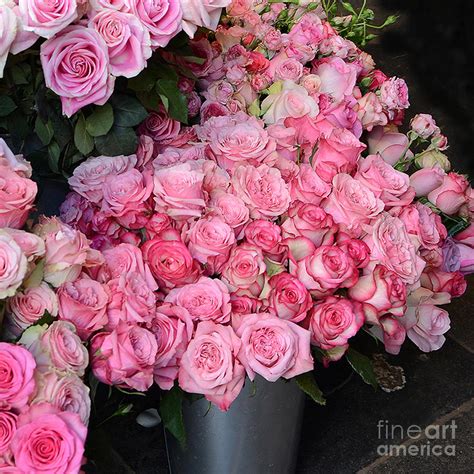 Paris French Market Pink Roses Paris Romantic Pink Shabby Chic Roses