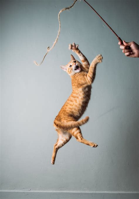 Jump Cat Jump Jumping Cat Dancing Cat Cat Problems