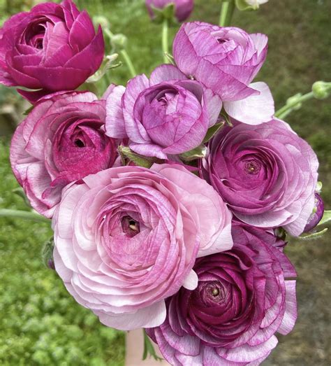 Ranunculus Amandine Purple Jean Flourish Roses