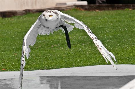 Die faszinierende welt der könige der lüfte. Greifvogelschau auf der Riegersburg 11 Foto & Bild | tiere ...