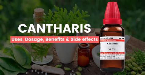 Cantharis 30 200 1m Best Uses Benefits And Side Effects