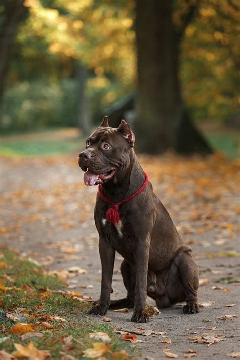 Why pit bulls make great pets. Best Dog Food for Pitbulls to Satisfy Their Nutritional ...