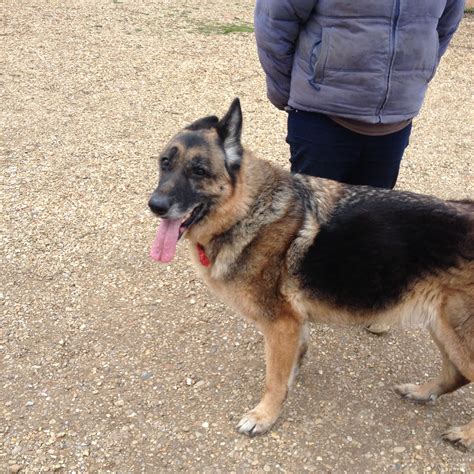 Storm 10 Year Old Male German Shepherd Dog Dog For Adoption